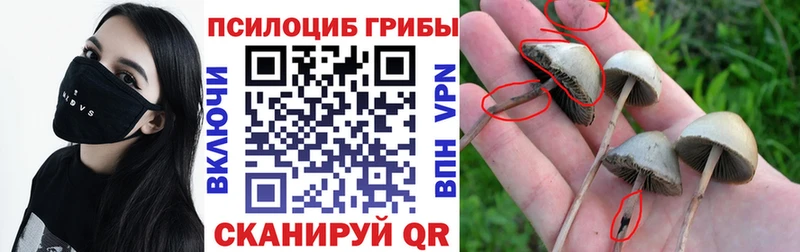 Псилоцибиновые грибы Psilocybine cubensis  где купить   это официальный сайт  Брянск 